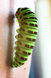 photo,material,free,landscape,picture,stock photo,Creative Commons,The metamorphosis of the common yellow swallowtail, green caterpillar, butterfly, pupa, 