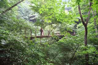 fotografia, materiale, libero il panorama, dipinga, fotografia di scorta,Un ponte di bascule di Mt. Takao, ponte di sospensione, filo, foresta, Andando in gita