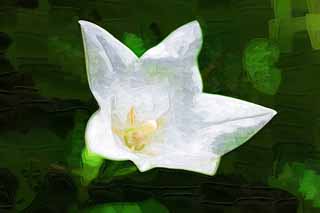 illustration,material,free,landscape,picture,painting,color pencil,crayon,drawing,A white bellflower, petal, bellflower, , I am pretty
