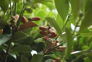 photo,material,free,landscape,picture,stock photo,Creative Commons,Lithocarpus edulis, An acorn, An acorn, An acorn, nut