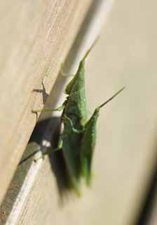 , , , , ,  .,piggyback grasshopper, grasshopper, , , 