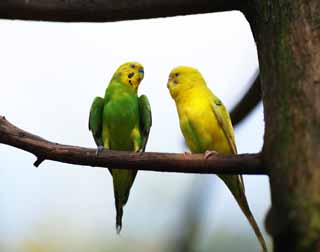, , , , ,  ., parakeet, parakeet, cough  parakeet, perch, 