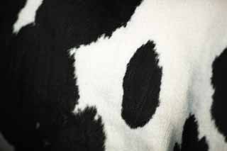fotografia, material, livra, ajardine, imagine, proveja fotografia,Um desgnio de Holstein, Holstein, O desgnio da vaca, vaca, 