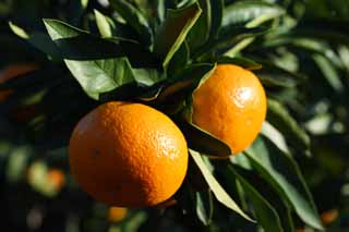 photo,material,free,landscape,picture,stock photo,Creative Commons,A mandarin orange, Fruit, Fruit, mandarin orange, kotatsu