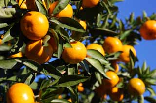 photo,material,free,landscape,picture,stock photo,Creative Commons,A mandarin orange, Fruit, Fruit, mandarin orange, kotatsu