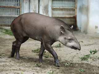 photo, la matire, libre, amnage, dcrivez, photo de la rserve,Un tapir amricain, tapir, rve, Une oreille, Somnolence
