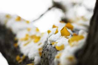 foto,tela,gratis,paisaje,fotografa,idea,Es un ginkgo en la nieve, Permisos de color, Ginkgo, Pngase amarillo, La nieve