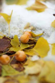 photo,material,free,landscape,picture,stock photo,Creative Commons,It is a ginkgo in snow, ginkgo, ginkgo, ginkgo, The snow