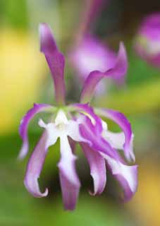 fotografia, material, livra, ajardine, imagine, proveja fotografia,Orqudea de Epidendrum, Rosa, Uma orqudea, Inflorescncia, A zona tropical