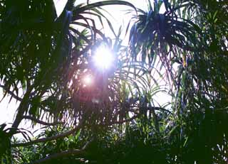 photo,material,free,landscape,picture,stock photo,Creative Commons,Flash in a jungle, sun, branch, , 