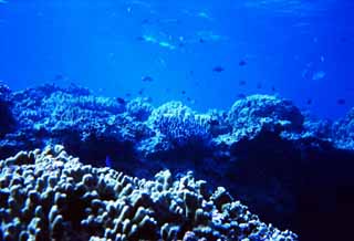 fotografia, material, livra, ajardine, imagine, proveja fotografia,Coral de Okinawa, azul, , , 