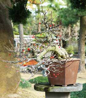 foto,tela,gratis,paisaje,fotografa,idea,Unos bonsais coreanos, Bonsais, Planta de jardinera, Jardinera, Arte