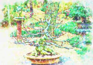 illust, material, livram, paisagem, quadro, pintura, lpis de cor, creiom, puxando,Um bonsai coreano, bonsai, planta de jardim, Ajardinando, Art