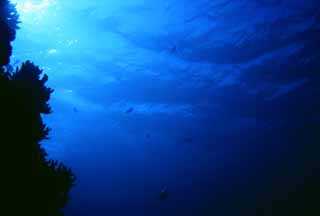 photo, la matire, libre, amnage, dcrivez, photo de la rserve,Corail et surface de mer tincelante, bleu, poisson, , 