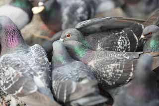 photo, la matire, libre, amnage, dcrivez, photo de la rserve,Un troupeau de pigeons domestiques, colombe, , , aile