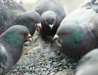 photo,material,free,landscape,picture,stock photo,Creative Commons,The quarrel of the domestic pigeon, dove, dove, dove, quarrel