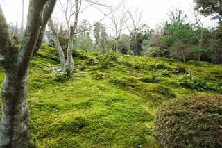 photo, la matire, libre, amnage, dcrivez, photo de la rserve,Un jardin de la mousse Tenryu-ji, jardin, Mousse, patrimoine de l'humanit, Sagano