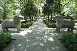 foto,tela,gratis,paisaje,fotografa,idea,Un Ming Xiaoling Mausoleum de piedra camino de estatua, Se queda, Estatua de piedra, Un enfoque para un santuario, Animal de piedra