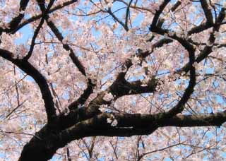 photo,material,free,landscape,picture,stock photo,Creative Commons,Wanderingly growing branches, cherry blossom, pink, blue sky, branch