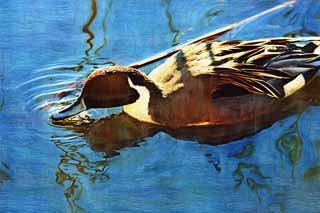 illustration,material,free,landscape,picture,painting,color pencil,crayon,drawing,A duck, duck, , , waterfowl
