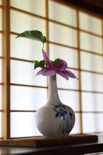 fotografia, material, livra, ajardine, imagine, proveja fotografia,Uma janela de shoji, janela de shoji, estante, clematite, Arquitetura de estilo arquitetnica japonesa