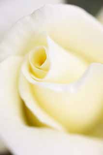 photo,material,free,landscape,picture,stock photo,Creative Commons,The center of a flower of the white rose, rose, , , I am pretty