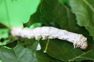 photo,material,free,landscape,picture,stock photo,Creative Commons,The larva of the silkworm, Silk, Silkworm, textile, green caterpillar