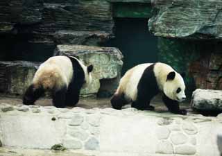 fotografia, materiale, libero il panorama, dipinga, fotografia di scorta,Panda gigante, panda, , Io sono bello, passeggiata