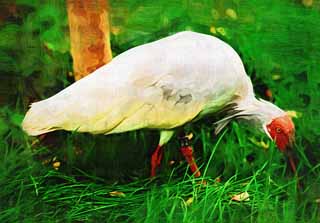 illust, , , , , ,  ,  , ., crested ibis, ,  crested ibis, , 