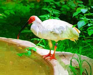 Illust, materieel, vrij, landschap, schilderstuk, schilderstuk, kleuren potlood, crayon, werkje,Een Japanse crested ibis, Tijd, Japanse crested ibis, , 