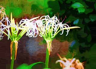 illustration,material,free,landscape,picture,painting,color pencil,crayon,drawing,A crinum, , crinum, , sweet smell