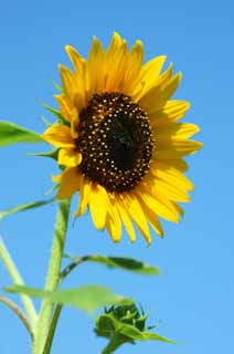 , , , , ,  .,sunflower, sunflower, , , 