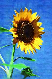 illust, , , , , ,  ,  , .,sunflower, sunflower, , , 