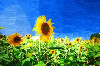 illustration,material,free,landscape,picture,painting,color pencil,crayon,drawing,The sunflower of the one side, sunflower, , , 