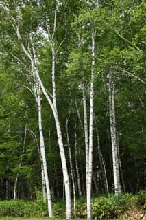 photo,material,free,landscape,picture,stock photo,Creative Commons,White birch forest, , White birch, white birch, virgin forest