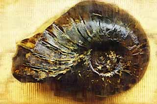 illust, materiale, libero panorama, ritratto dipinto, matita di colore disegna a pastello, disegnando,Un ammonite, fossile, Un ammonite, pietra di zucca, Mollusco di Amon