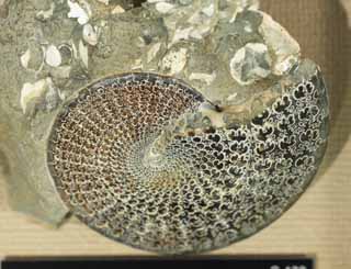 , , , , ,  .,ammonite, , ammonite,  , Amon shellfish