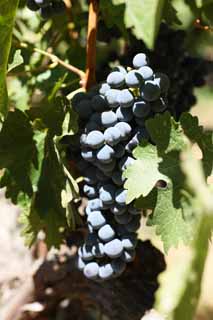 photo, la matire, libre, amnage, dcrivez, photo de la rserve,Un raisin, Vin rouge, Le brassage, Valle Napa, Vin de Californie