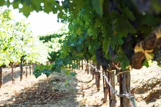 photo, la matire, libre, amnage, dcrivez, photo de la rserve,Un raisin, Vin rouge, Le brassage, Valle Napa, Vin de Californie