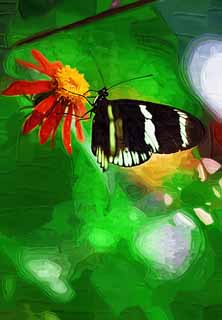 illust, matire, libre, paysage, image, le tableau, crayon de la couleur, colorie, en tirant,Le papillon du pays du sud, plume, antenne, papillon, 