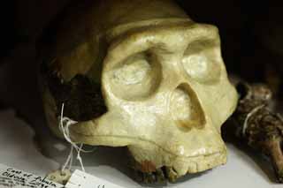 fotografia, material, livra, ajardine, imagine, proveja fotografia,Um homem neandertalense, Ossos cranianos, esqueleto, atrs nmero, Neandertalense