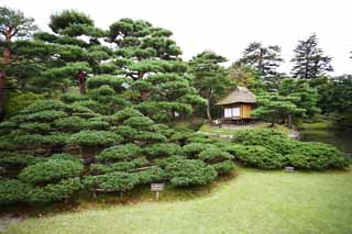 Foto, materiell, befreit, Landschaft, Bild, hat Foto auf Lager,Oyaku-en Garden hohe japanische weie Kiefer, Gartenpflanze, Gartenarbeit, Garten, Kiefer