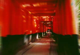 foto,tela,gratis,paisaje,fotografa,idea,Del color zorro., Taisha de Fushimi - inari, Puerta de torii, , 
