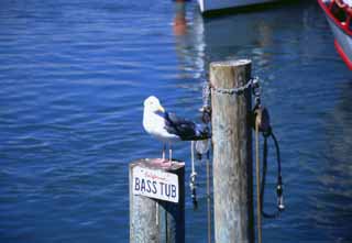 , , , , ,  ., bass., seagull, , , 
