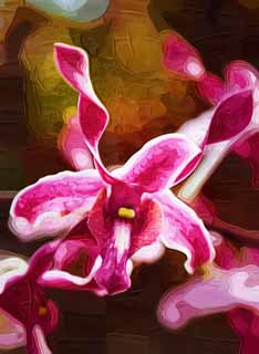 Illust, materieel, vrij, landschap, schilderstuk, schilderstuk, kleuren potlood, crayon, werkje,De orchidee van ht paarsachtig rood, Een orchidee, , Kroonblad, Ik ben prachtig