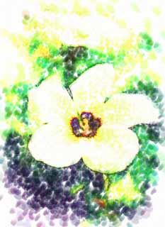 illust, materiale, libero panorama, ritratto dipinto, matita di colore disegna a pastello, disegnando,Un fiore della crema, Un'orchidea, , petalo, Io sono sfarzoso