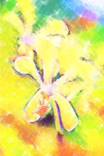 illust, matire, libre, paysage, image, le tableau, crayon de la couleur, colorie, en tirant,Une orchide de la crme, Une orchide, , ptale, Je suis magnifique
