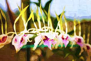 illust, materiale, libero panorama, ritratto dipinto, matita di colore disegna a pastello, disegnando,L'orchidea che balla del petalo, Un'orchidea, , petalo, Io sono sfarzoso