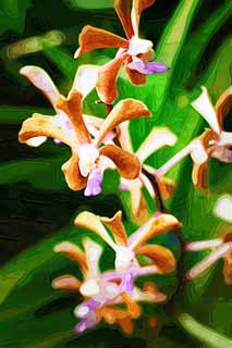 illustration,material,free,landscape,picture,painting,color pencil,crayon,drawing,A brown orchid, An orchid, , petal, I am gorgeous