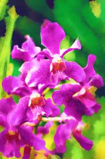 illust, , , , , ,  ,  , .,orchid purplish , orchid, , petal,  gorgeous